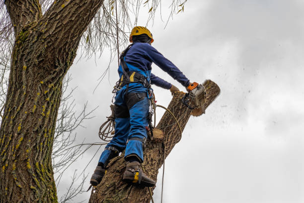 Best Tree Pruning Services  in Gurnee, IL